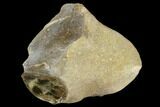 Polished Gastropod (Trochactaeon) Fossil - Austria #125443-2